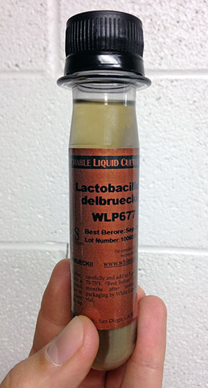 A pure strain of Lactobacillus delbruckii produced by White Labs of San Diego