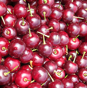 Morello Cherries