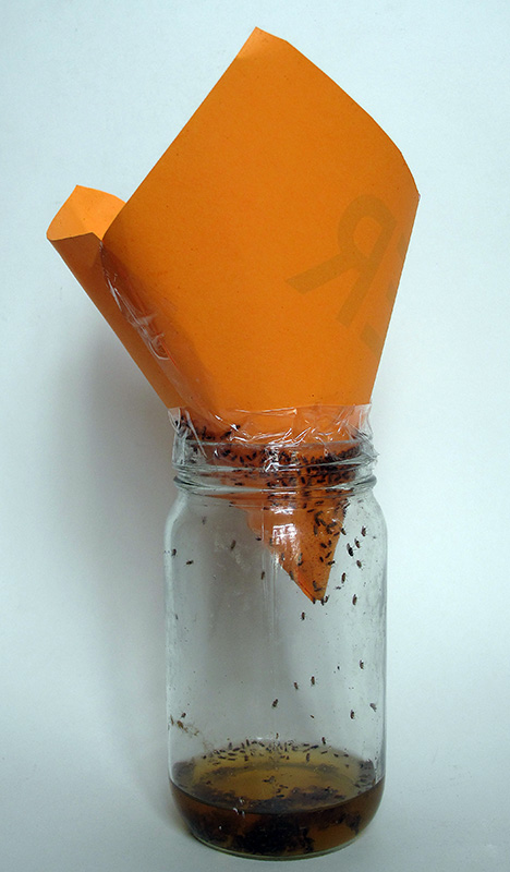 A cheap and easy fruit fly trap made with a glass jar, paper, and vinegar.
